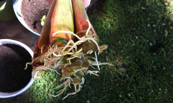Lemongrass Plant: Bright Flavor & Ornamental Charm