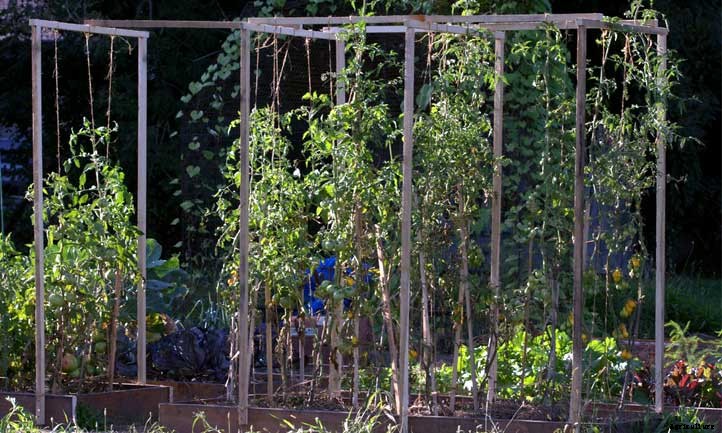 Tomato Plant Spacing: Everything You Need to Know