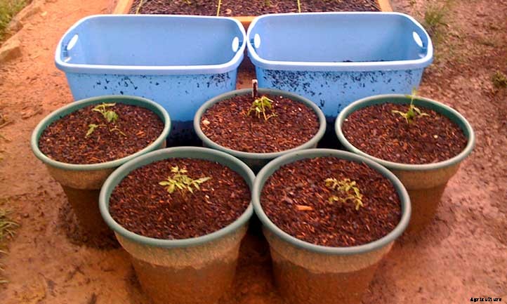 Tomato Plant Spacing: Everything You Need to Know