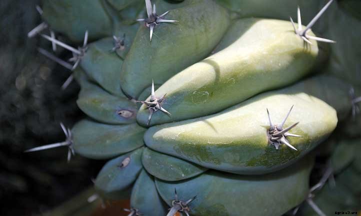 Cereus Peruvianus: Growing The “Peruvian Apple Cactus”
