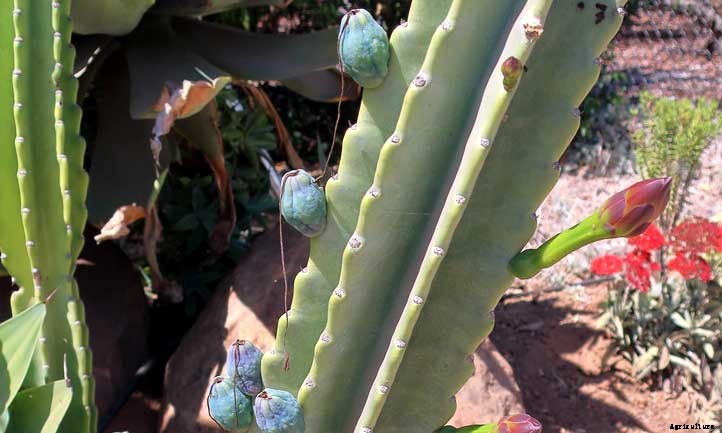 Cereus Peruvianus: Growing The “Peruvian Apple Cactus”