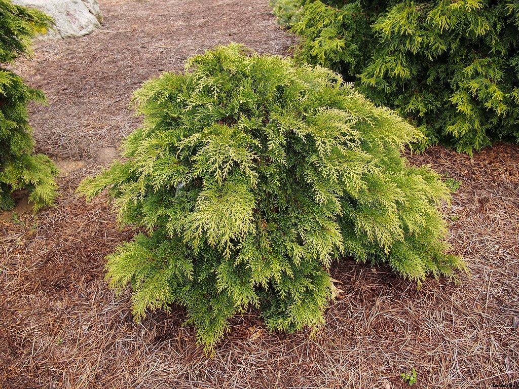 Microbiota Decussata: Shrubby, Low-Growing Ground Cover