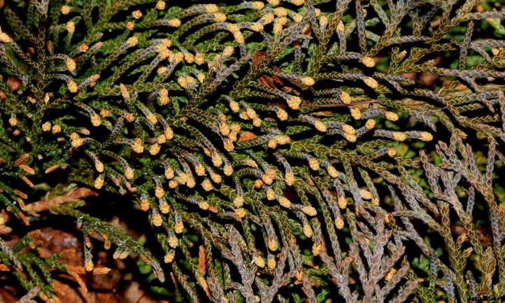 Microbiota Decussata: Shrubby, Low-Growing Ground Cover