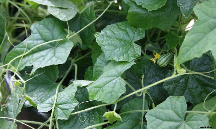 Cucamelons: Grow Cute “Mouse Melons”