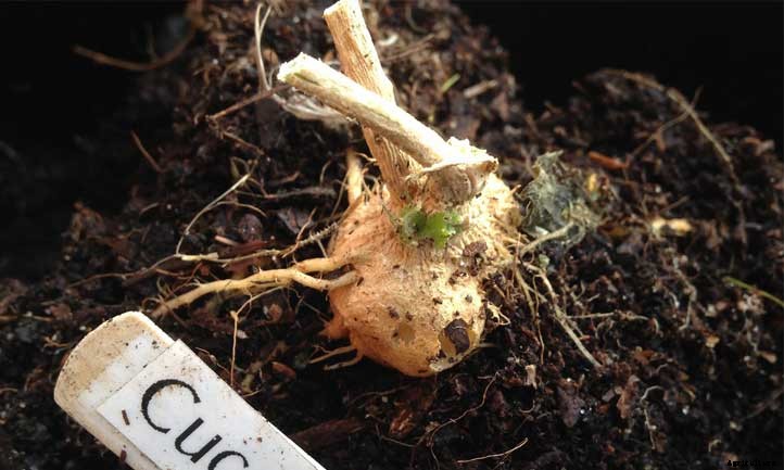 Cucamelons: Grow Cute “Mouse Melons”