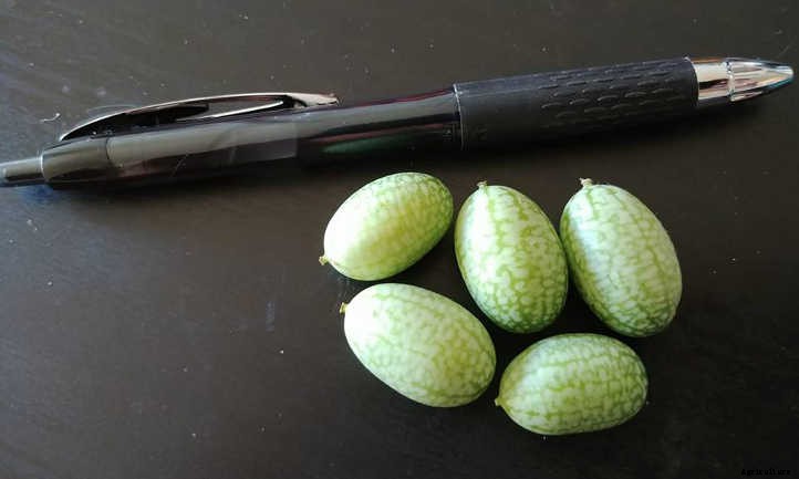Cucamelons: Grow Cute “Mouse Melons”