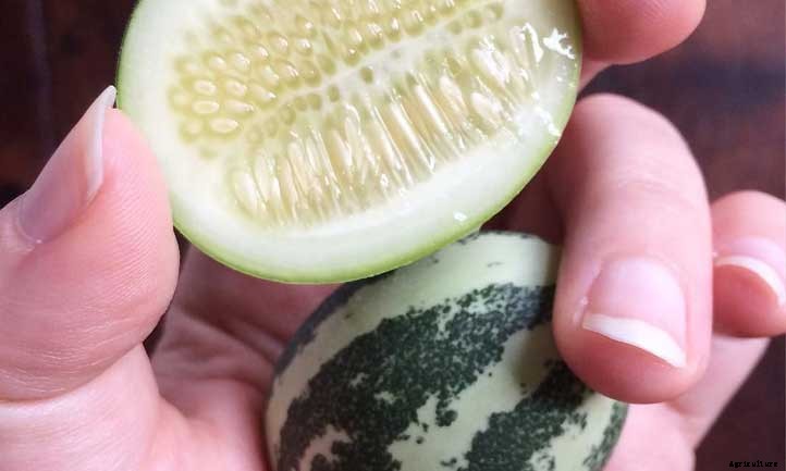 Cucamelons: Grow Cute “Mouse Melons”