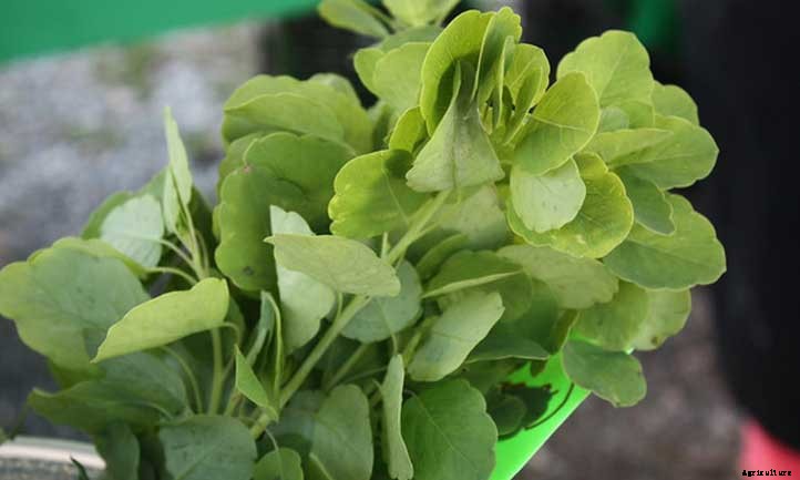 Papalo: Grow A Fantastic Cilantro Substitute