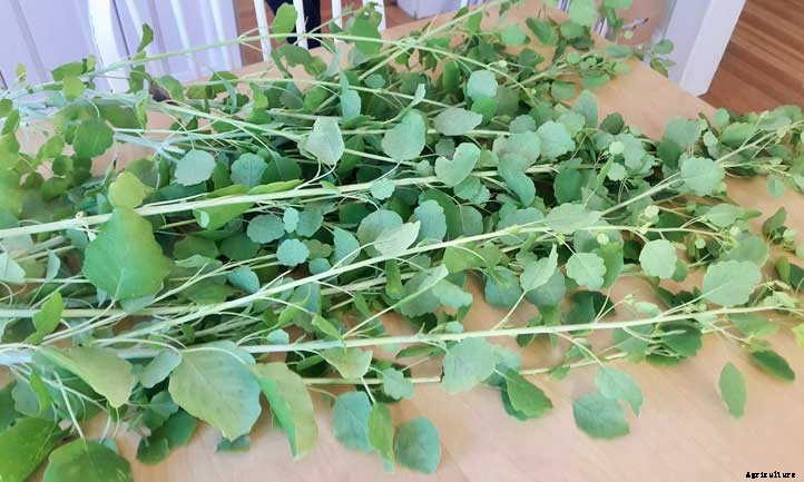 Papalo: Grow A Fantastic Cilantro Substitute