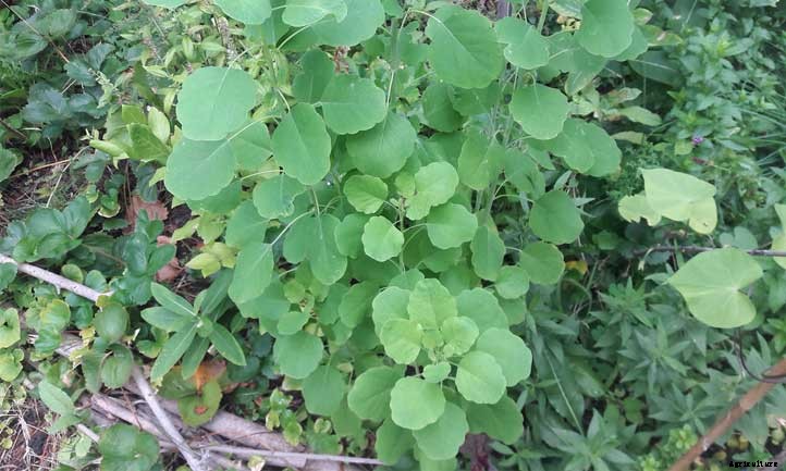 Papalo: Grow A Fantastic Cilantro Substitute