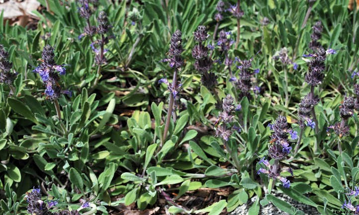 Salvia Sonomensis: Sonoma Sage Ground Covers