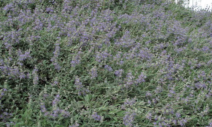 Salvia Sonomensis: Sonoma Sage Ground Covers