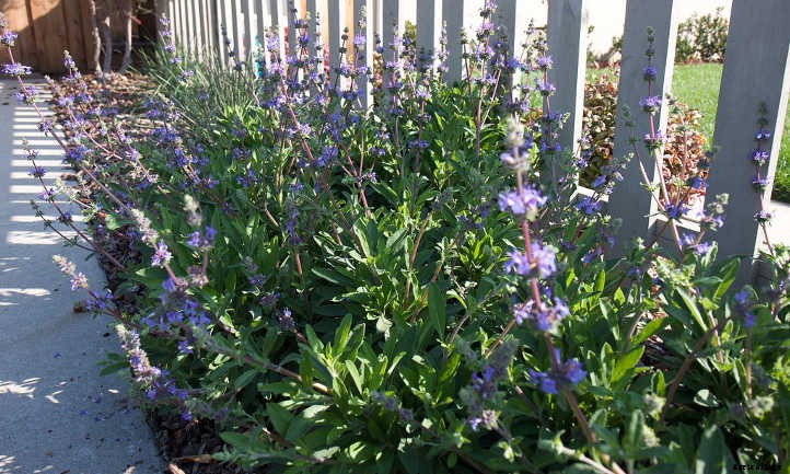 Salvia Sonomensis: Sonoma Sage Ground Covers