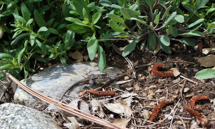 Salvia Sonomensis: Sonoma Sage Ground Covers