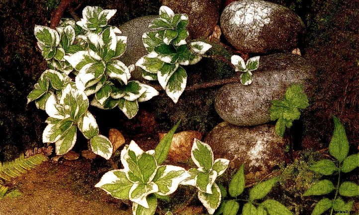 Wintercreeper: Fortune’s Spindle In The Garden