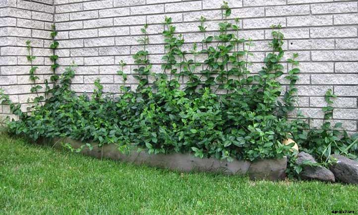 Wintercreeper: Fortune’s Spindle In The Garden