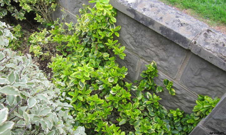 Wintercreeper: Fortune’s Spindle In The Garden