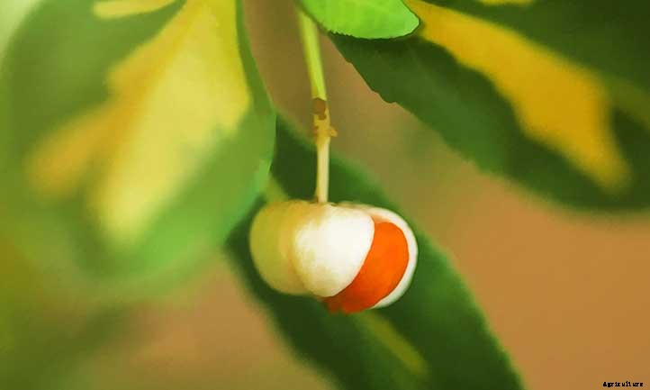 Wintercreeper: Fortune’s Spindle In The Garden