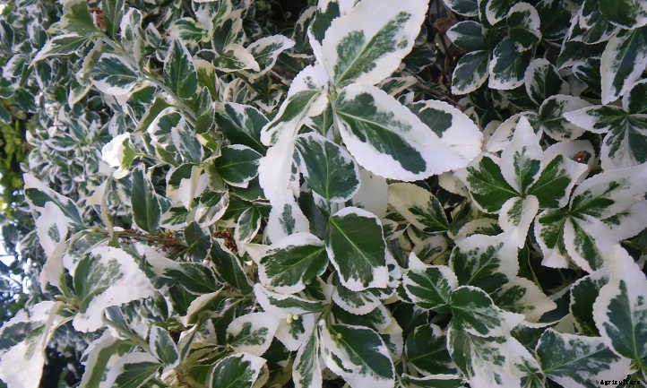 Wintercreeper: Fortune’s Spindle In The Garden