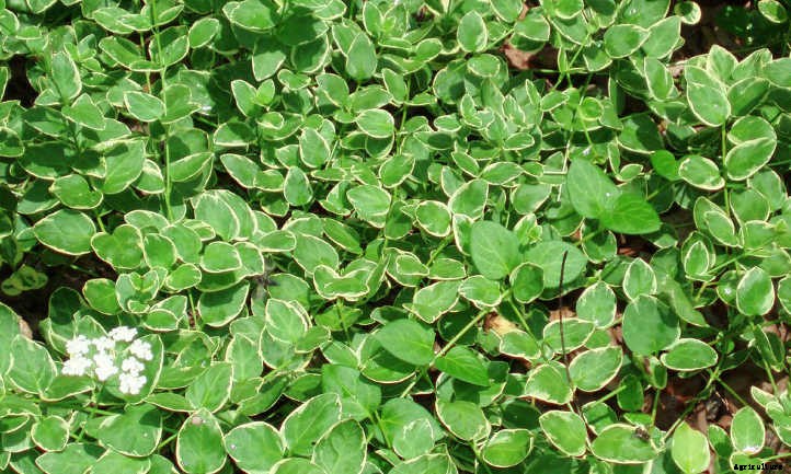 Wintercreeper: Fortune’s Spindle In The Garden