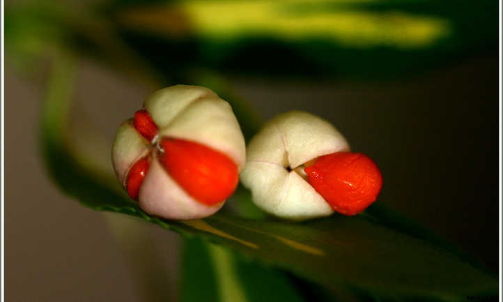 Wintercreeper: Fortune’s Spindle In The Garden