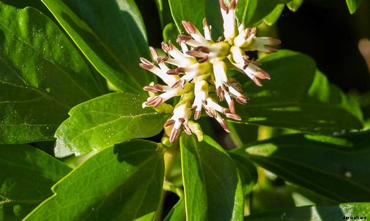 Pachysandra Terminalis: A Shady Ground Cover Option