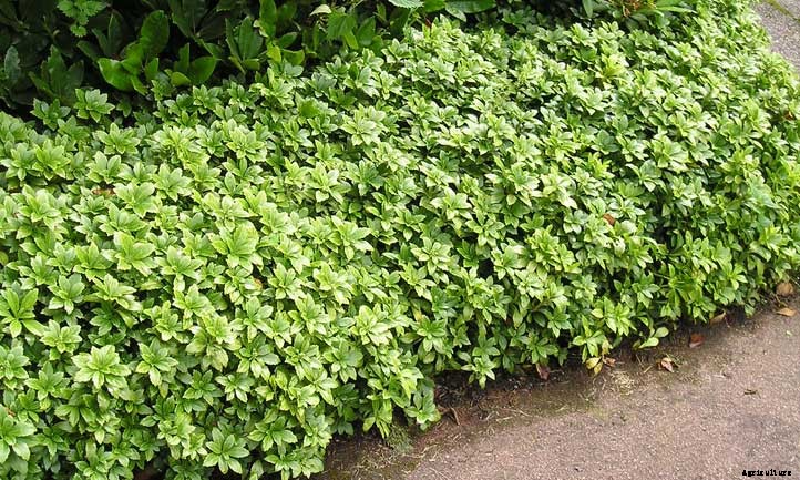 Pachysandra Terminalis: A Shady Ground Cover Option