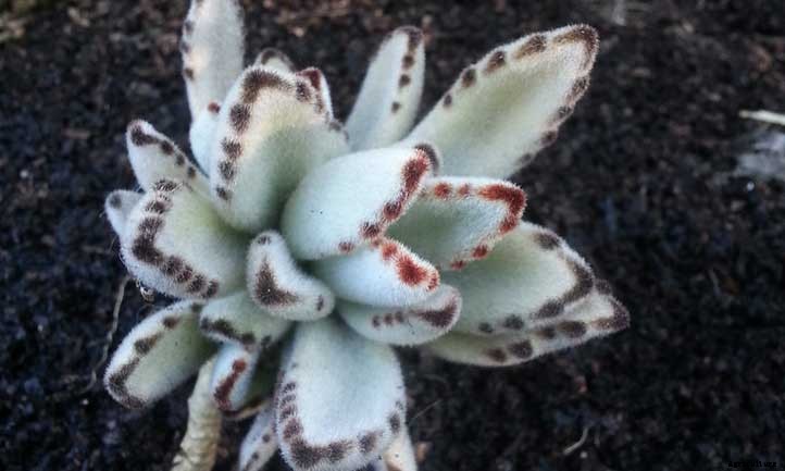 Panda Plant Care: How to Grow Kalanchoe Tomentosa