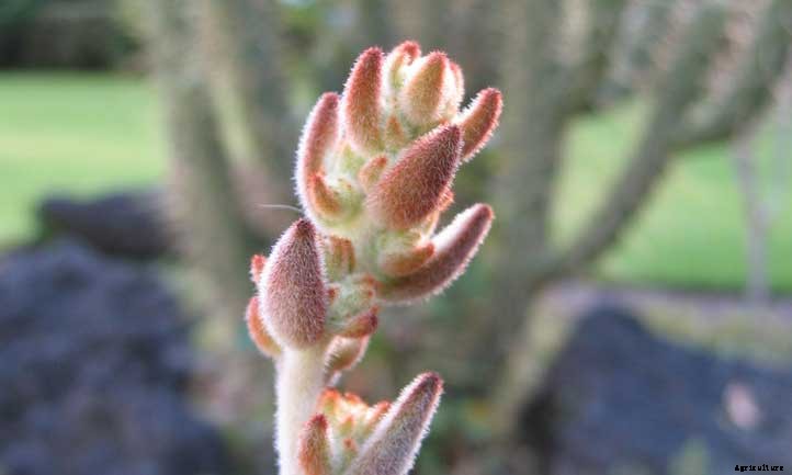 Panda Plant Care: How to Grow Kalanchoe Tomentosa