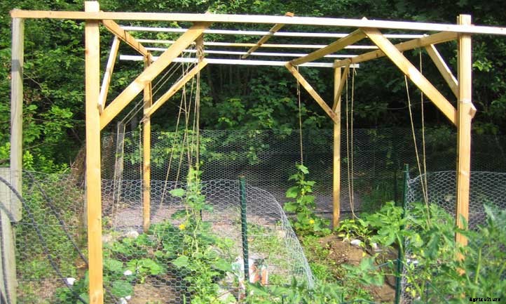 Growing Cucumbers Vertically: Tips for Success