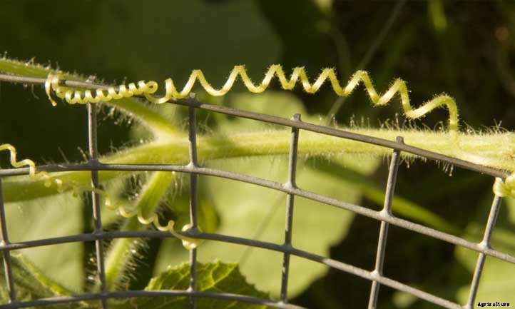 Growing Cucumbers Vertically: Tips for Success
