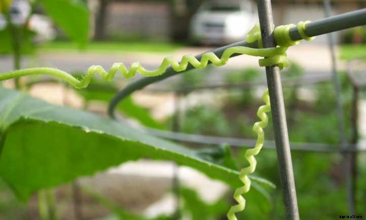 Growing Cucumbers Vertically: Tips for Success