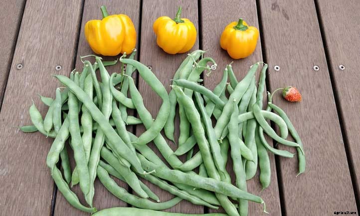 Pole Beans: Everything To Know About Growing Vertical