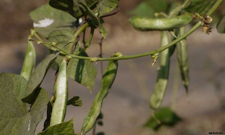 Pole Beans: Everything To Know About Growing Vertical