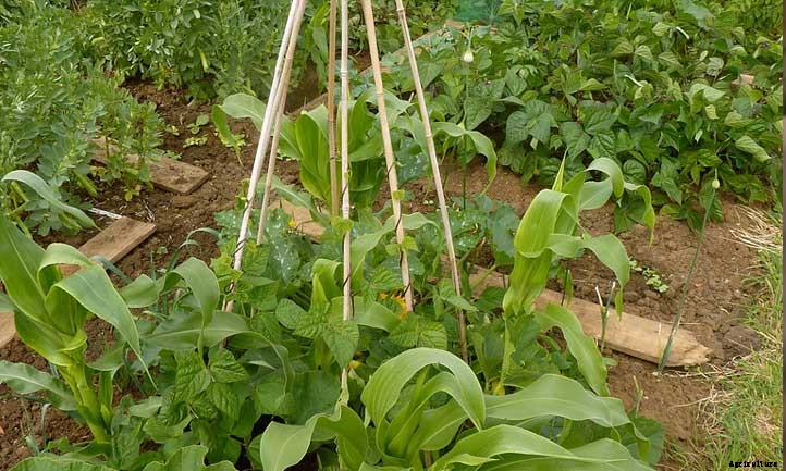 Pole Beans: Everything To Know About Growing Vertical