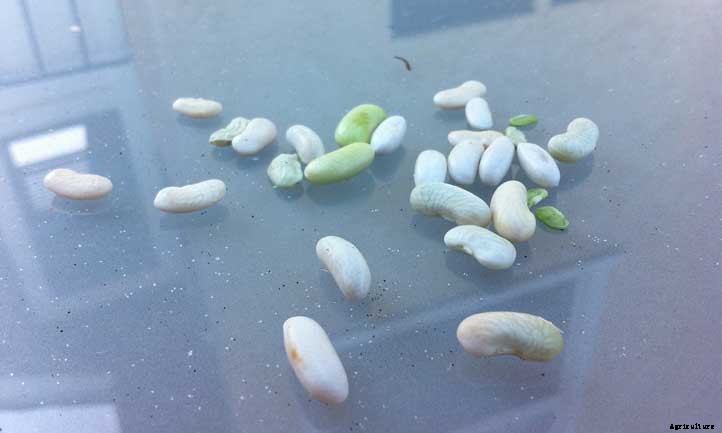 Pole Beans: Everything To Know About Growing Vertical