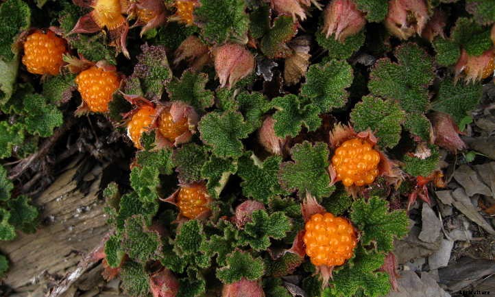Creeping Raspberry: Lush Leaves And Vivid Fruit