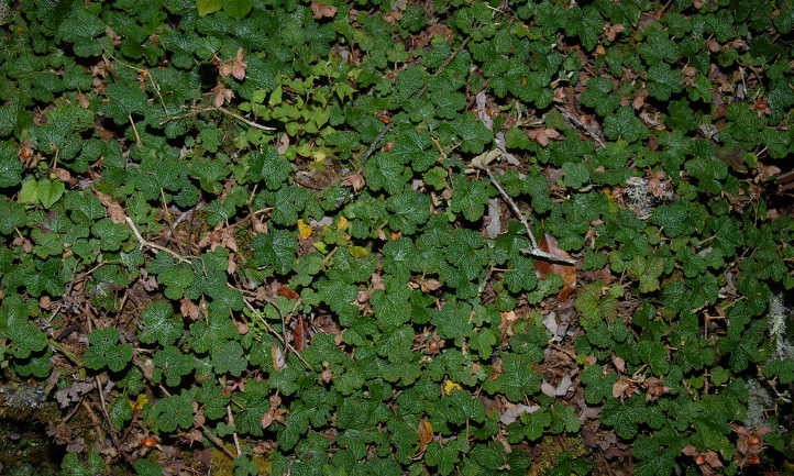 Creeping Raspberry: Lush Leaves And Vivid Fruit