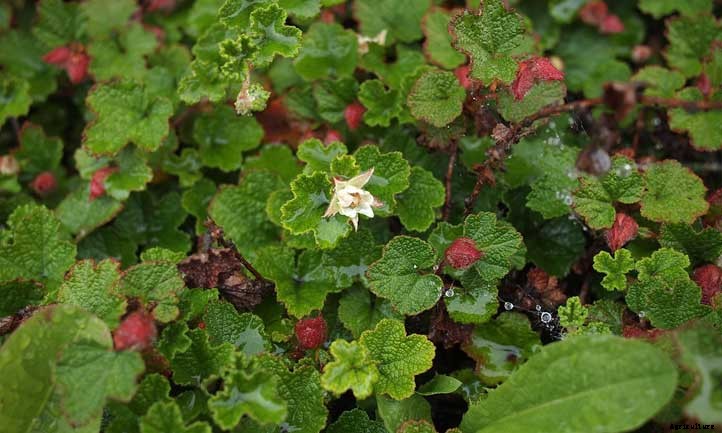 Creeping Raspberry: Lush Leaves And Vivid Fruit