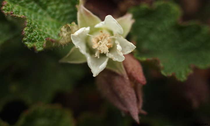 Creeping Raspberry: Lush Leaves And Vivid Fruit
