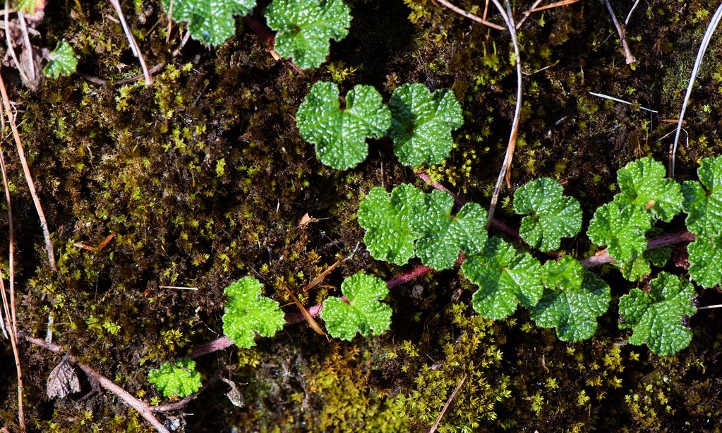 Creeping Raspberry: Lush Leaves And Vivid Fruit
