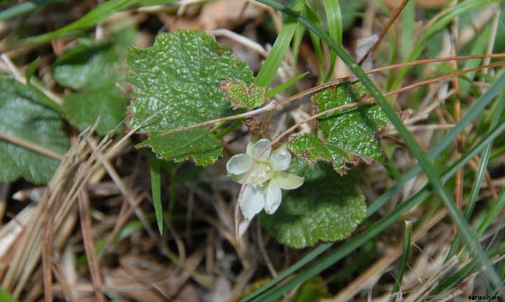 Creeping Raspberry: Lush Leaves And Vivid Fruit