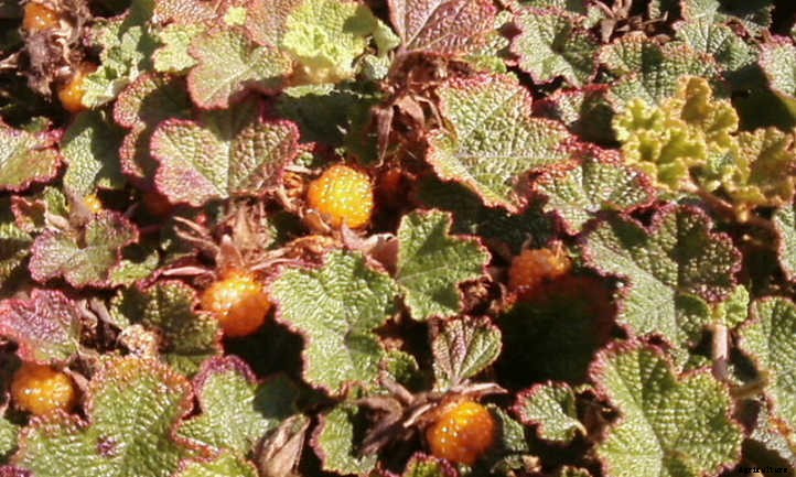 Creeping Raspberry: Lush Leaves And Vivid Fruit