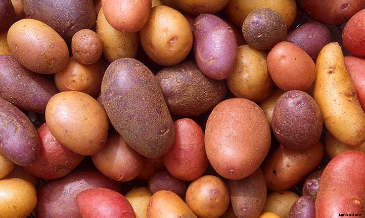 Harvesting Potatoes: How to Know When Your Potatoes Are Ready