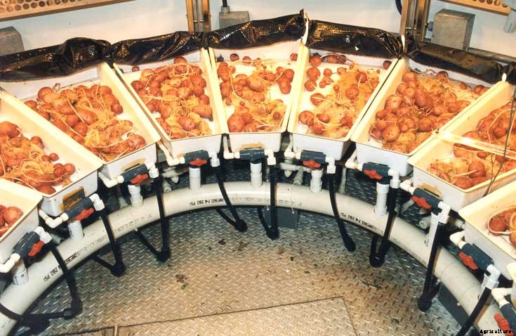 Harvesting Potatoes: How to Know When Your Potatoes Are Ready