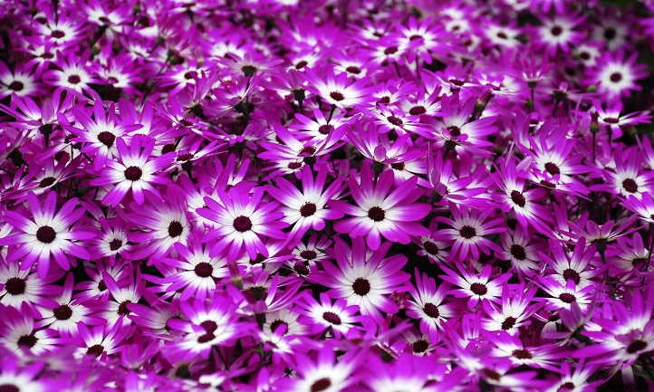 Cineraria Confusion? Finding The Florist’s Flower