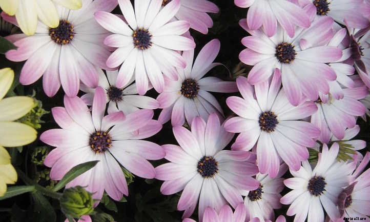 Cineraria Confusion? Finding The Florist’s Flower