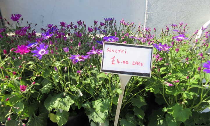 Cineraria Confusion? Finding The Florist’s Flower