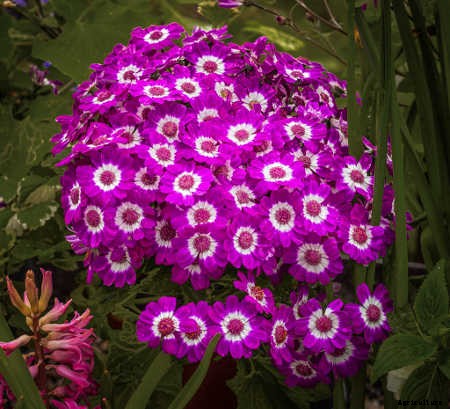 Cineraria Confusion? Finding The Florist’s Flower