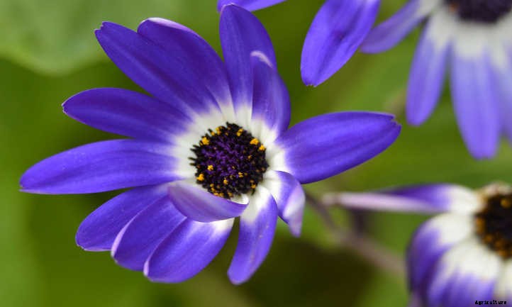 Cineraria Confusion? Finding The Florist’s Flower